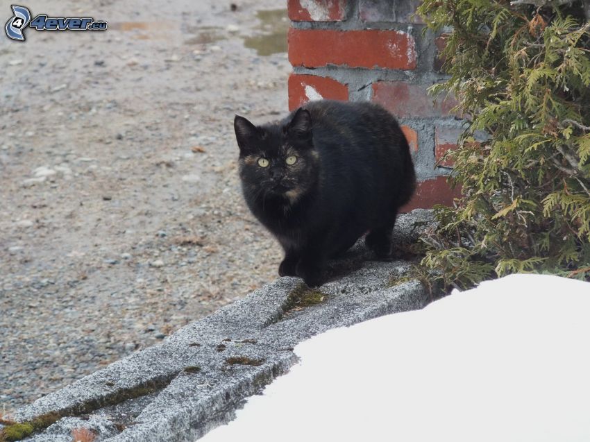 fekete macska, fal, hó