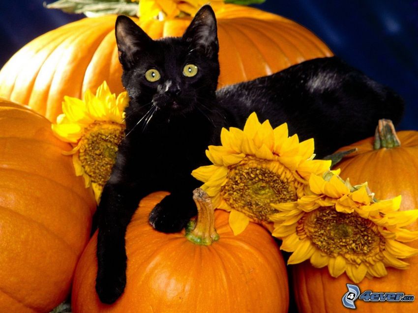 fekete macska, sütőtökök, napraforgók