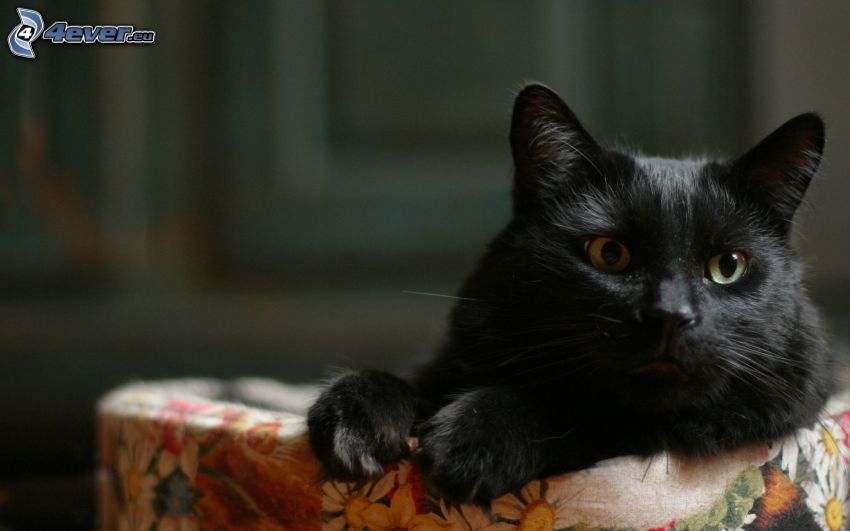 fekete macska