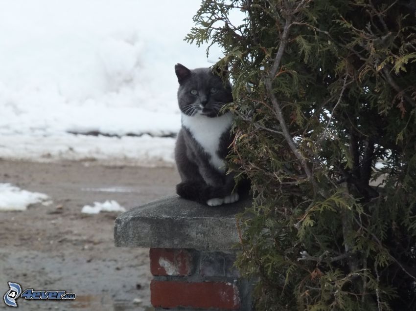 feketefehér macska, hó, fal, tűlevelű fák