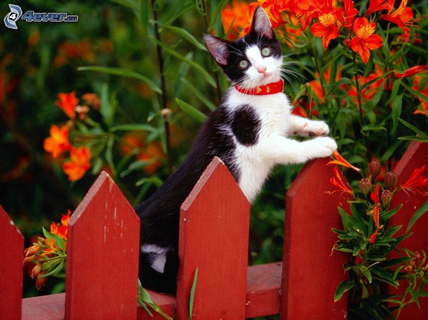 feketefehér macska, kerítés, piros virágok
