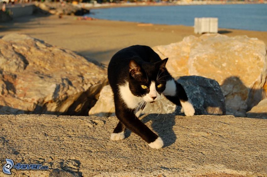 feketefehér macska, sziklák