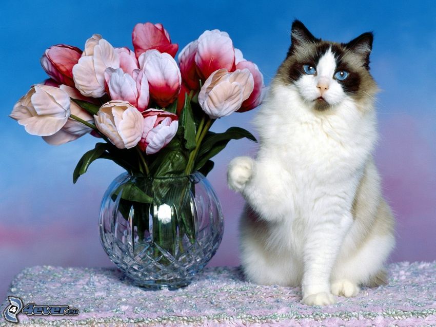 feketefehér macska, virágcsokor, tulipánok
