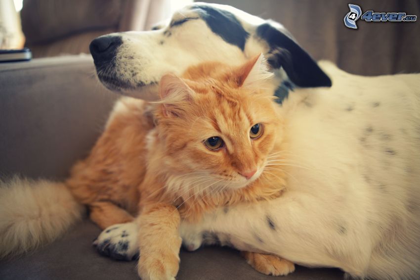 kutya és macska, szerelem