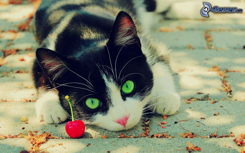 macska, cseresznye
