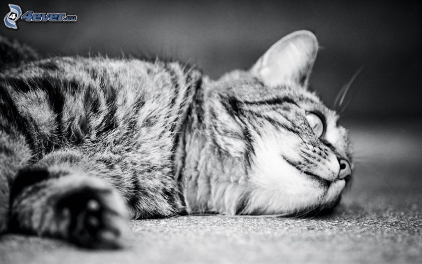 macska, fekete-fehér kép