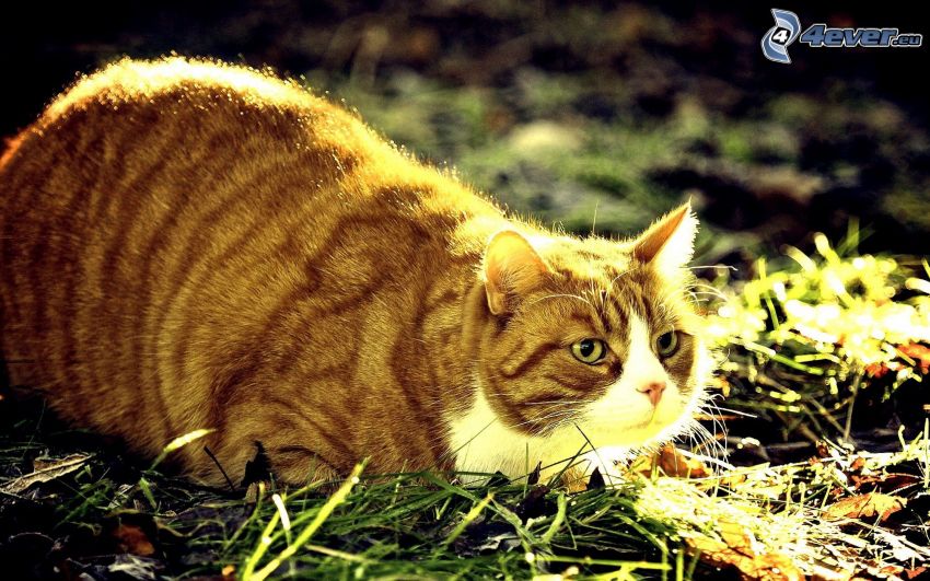 macska, fű
