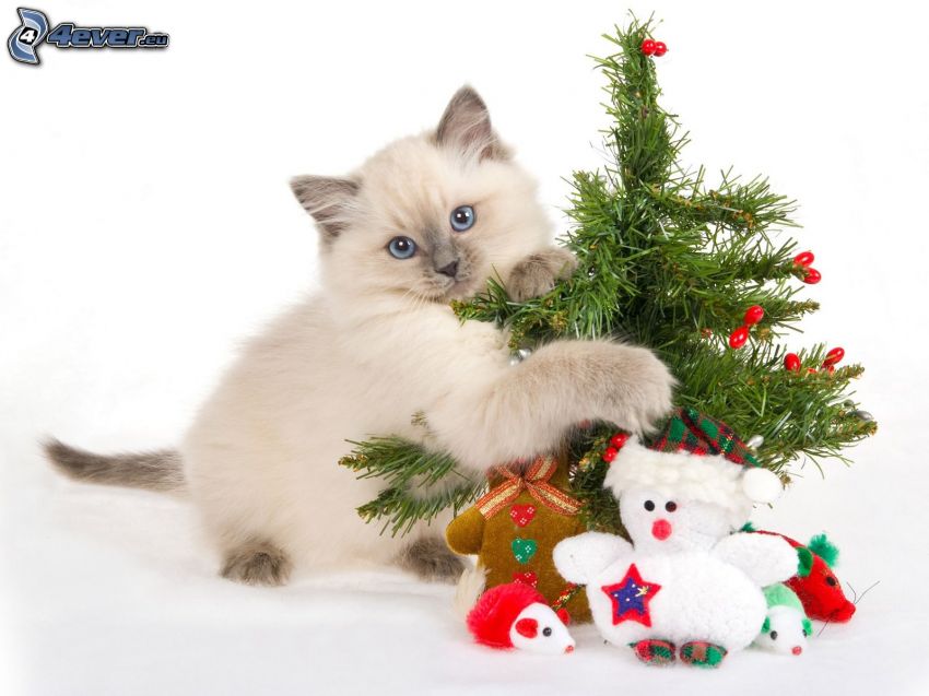 macska, karácsonyfa, plüssjátékok