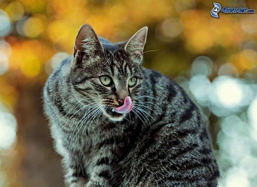 macska, kiöltött nyelv