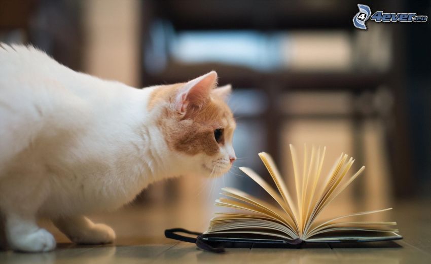 macska, könyv