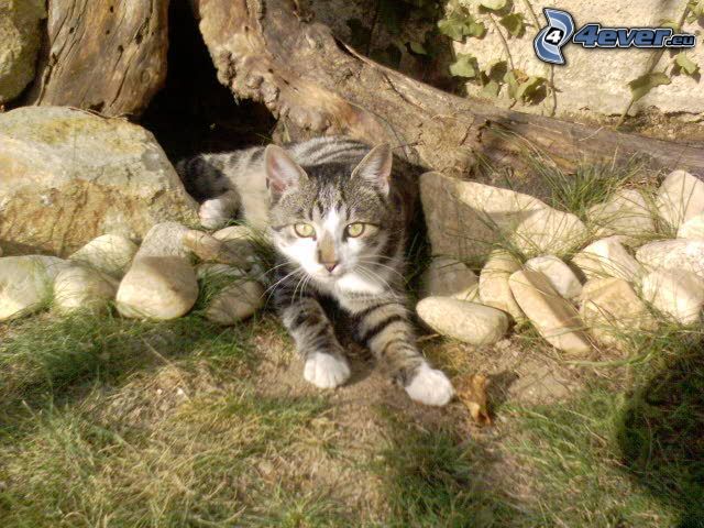 macska, kövek, fű