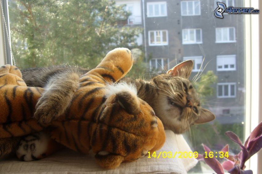 macska, tigris, plüss játék, ölelés