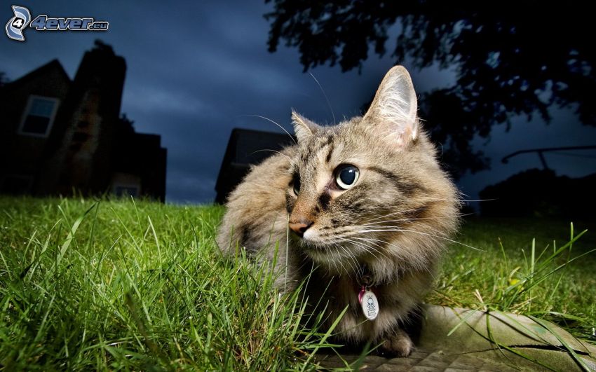 macska a fűben, házak, éjszaka