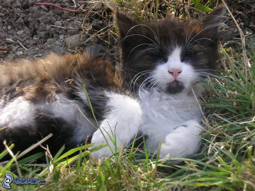 macska a fűben, kövek