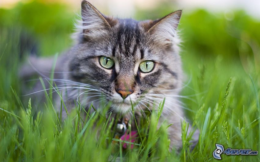 macska a fűben, szürke macska