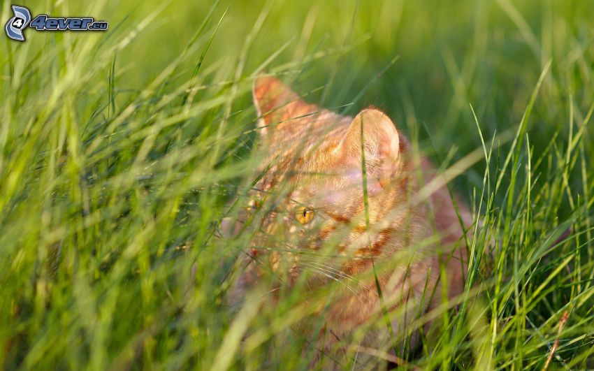 macska a fűben, vörös macska, tekintet