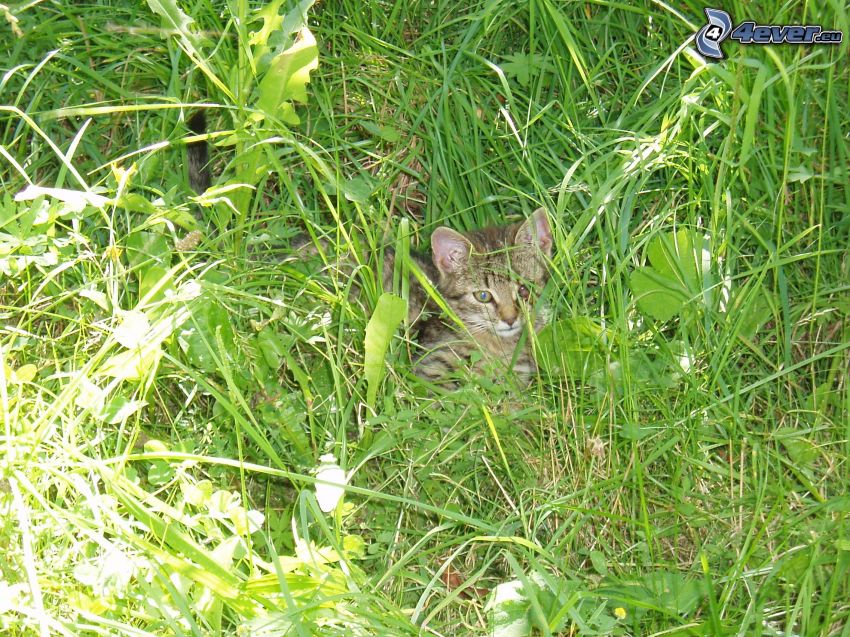 macska a fűben