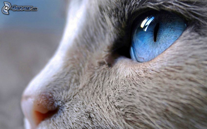 macska arc, kék szem, pofa, makro