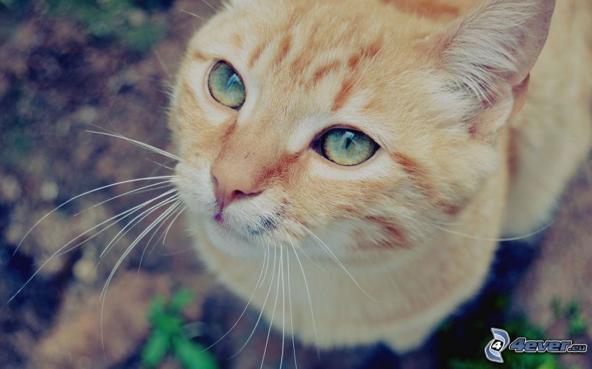 macska arc, vörös macska