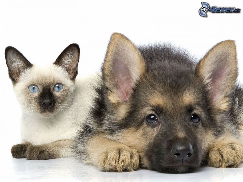 macska és kutya, sziámi macska, farkaskutya-kölyök