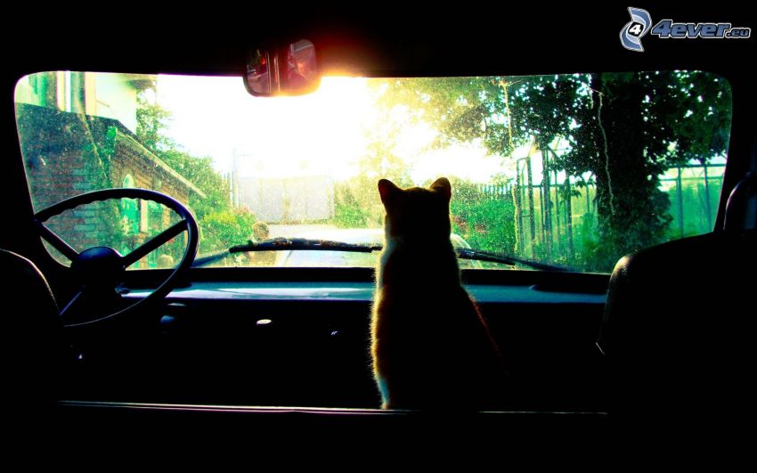 macska sziluettje, autó, veterán