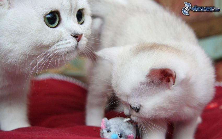 macskák, fehér kiscica, egér