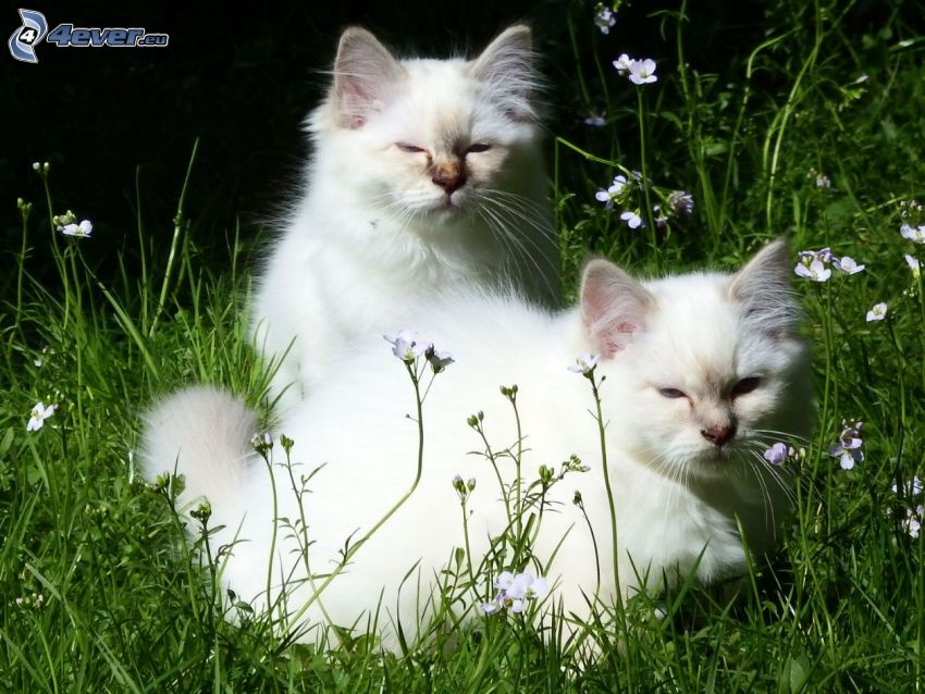 macskák, fű