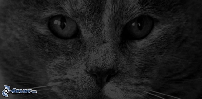 macskatekintet, fekete-fehér kép