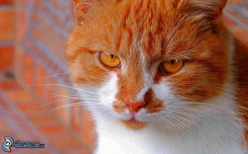macskatekintet, vörös macska
