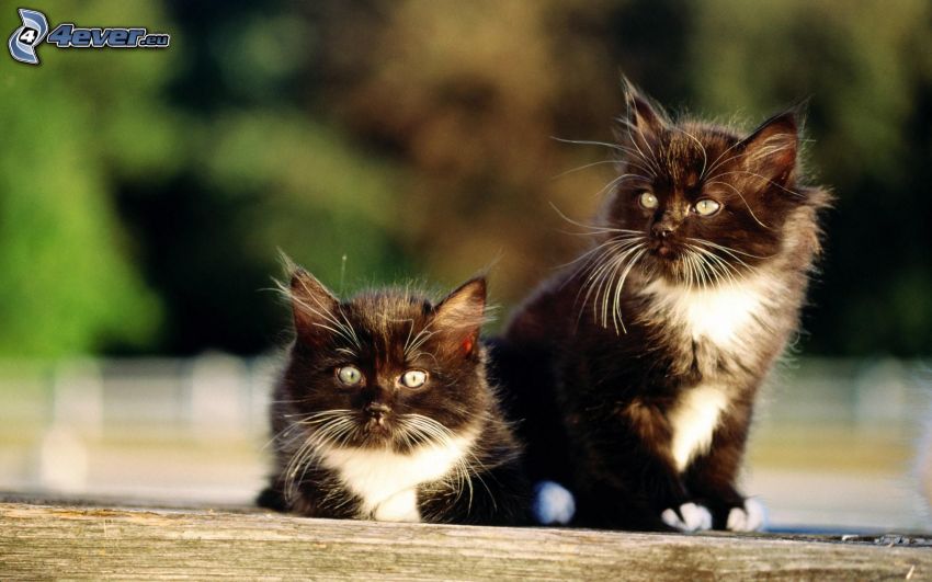 perzsa kiscicák