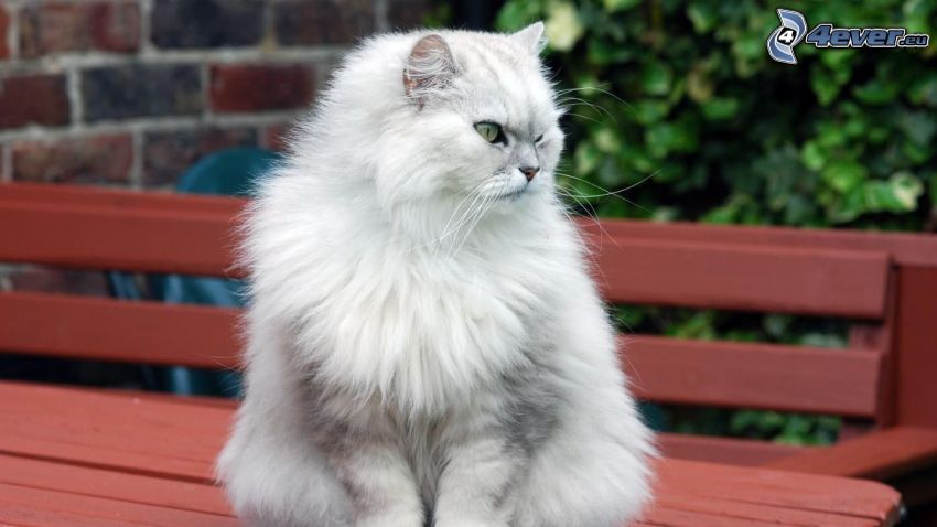 perzsa macska, fehér macska, pad