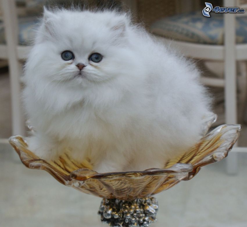 perzsa macska, fehér macska, tál