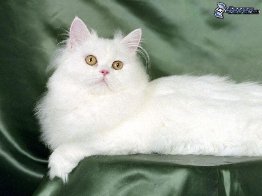 perzsa macska, fehér macska