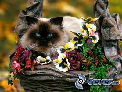 perzsa macska, virágok, cica kosárban