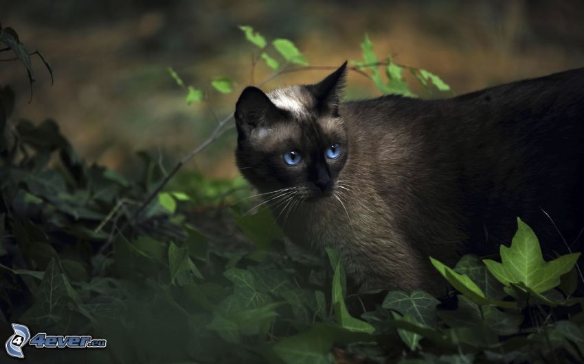 sziámi macska, kék szemek, zöld levelek