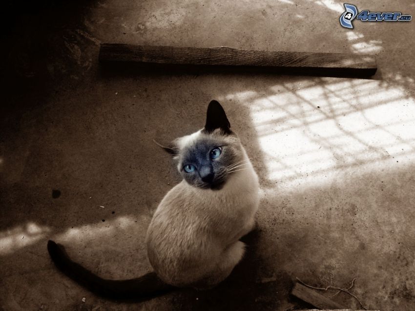 sziámi macska, kék szemek
