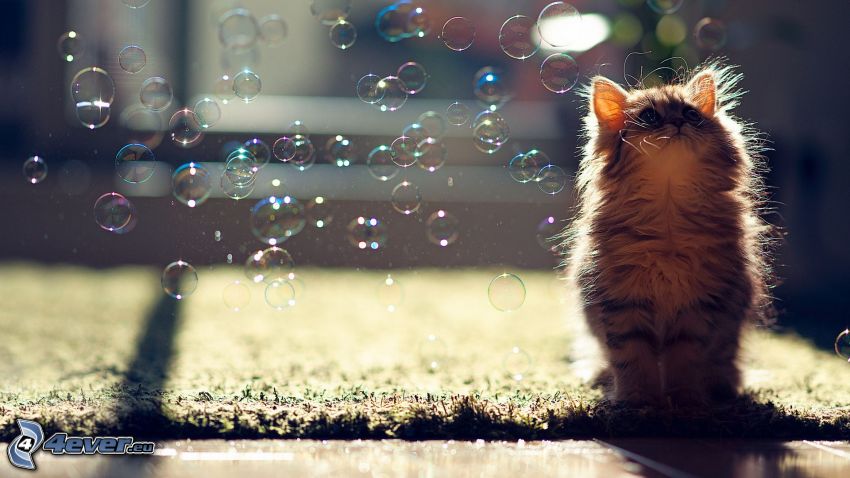 szőrös cica, buborékok