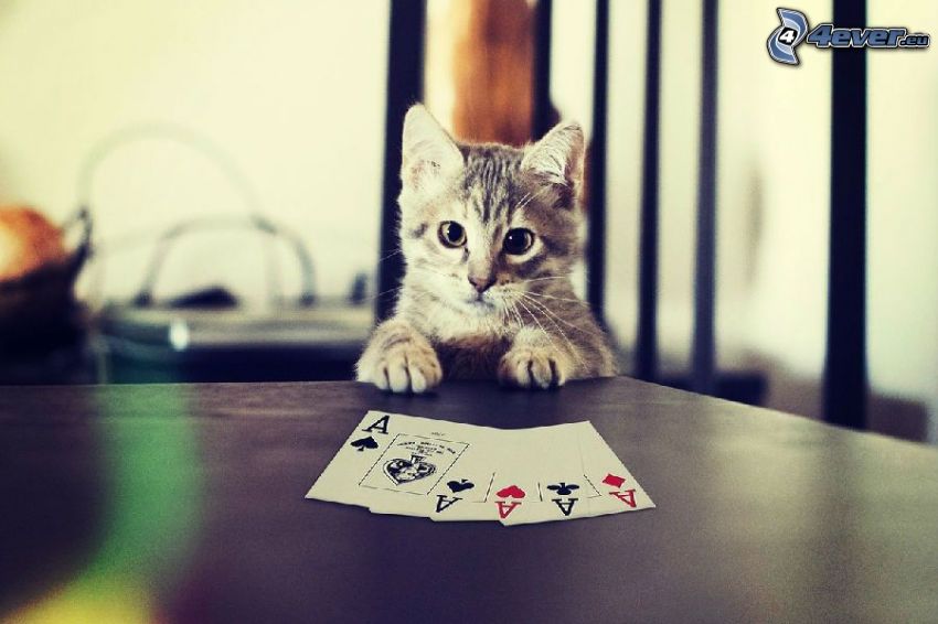 szürke cica, kártyák, ászok