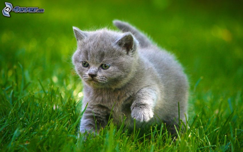 szürke cica, zöld fű