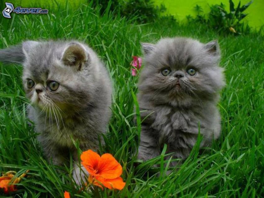 szürke cicák, fű, narancssárga virág
