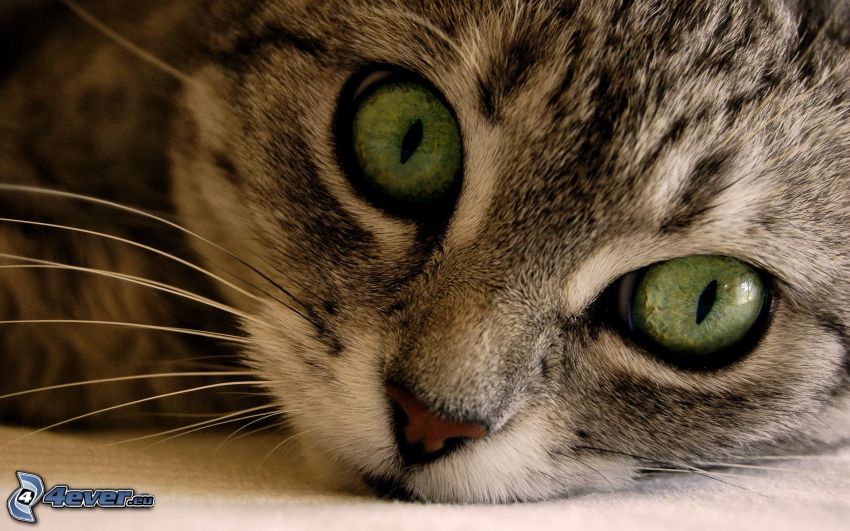 szürke kiscica, zöld szemek