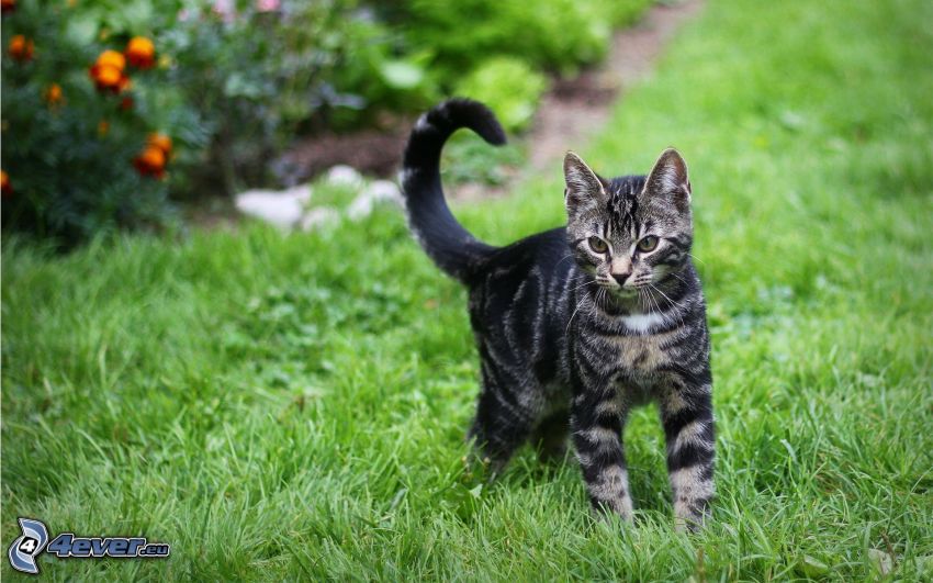 szürke macska, fű