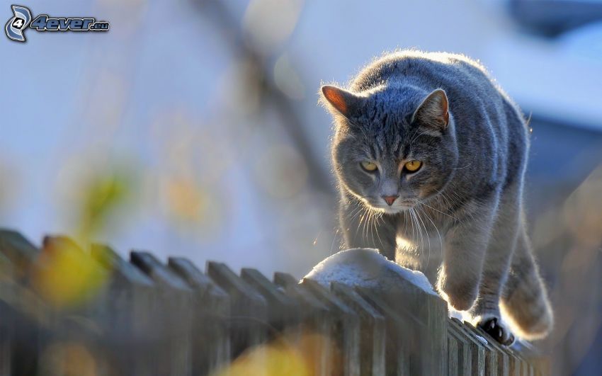 szürke macska, macska a kerítésen