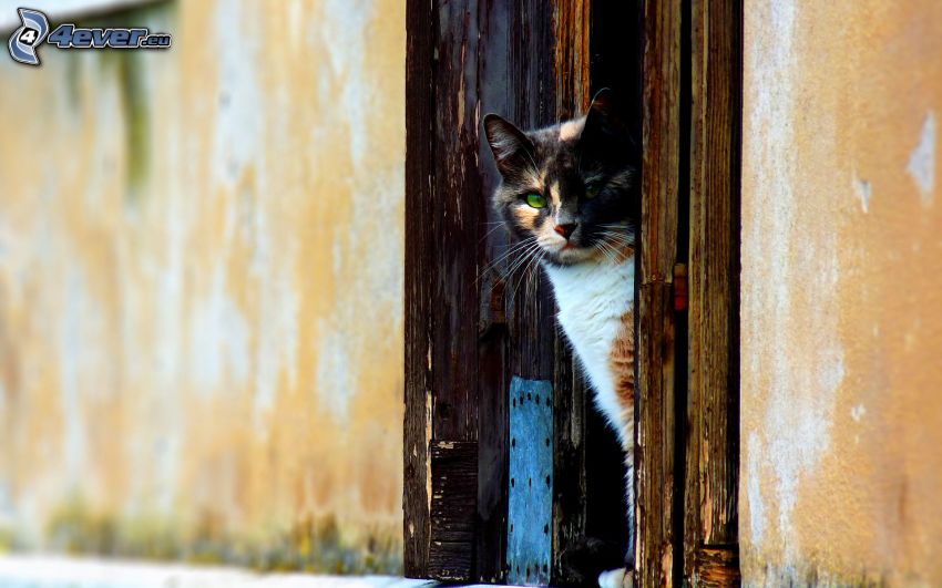tarka macska, ajtó, tekintet