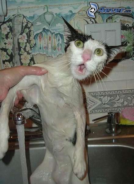 vizes macska, félelem, víz, zuhany