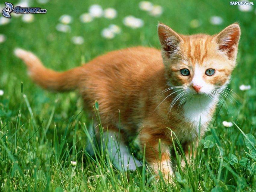 vörös cica, zöld fű