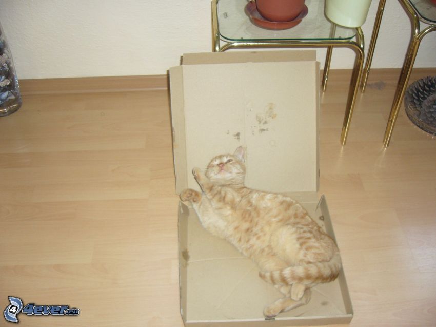 vörös macska, doboz