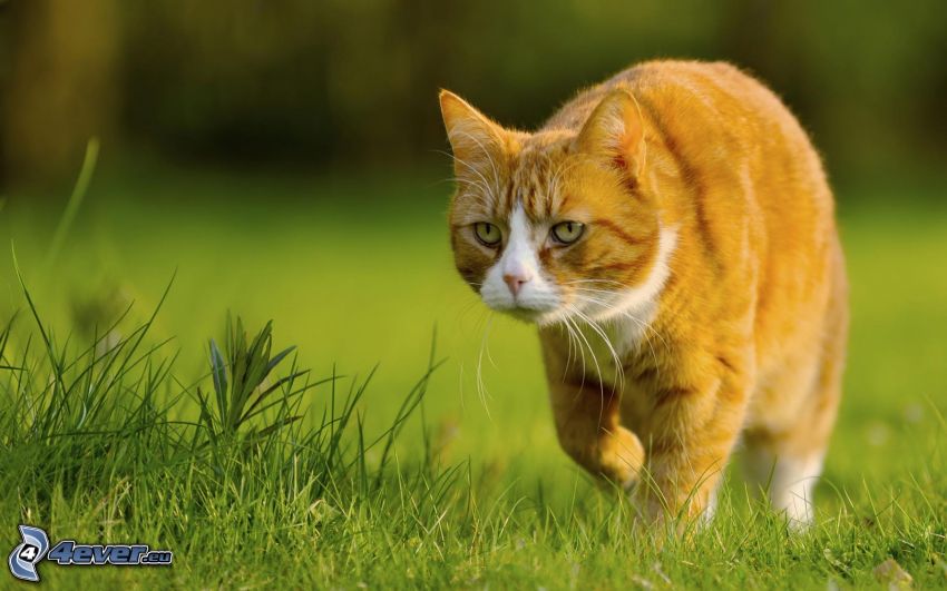 vörös macska, fű