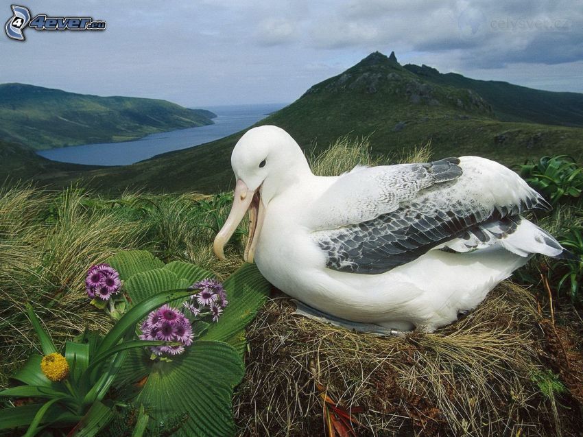 albatrosz, fészek, virágok, domb, öböl