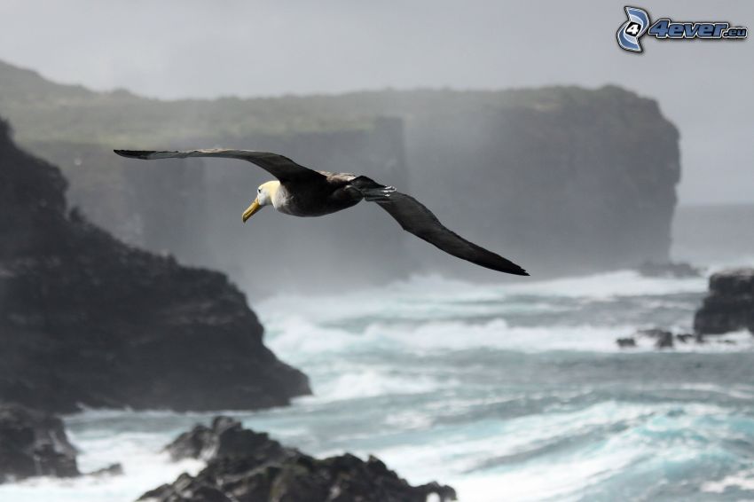albatrosz, repülés, sziklás tengerpart